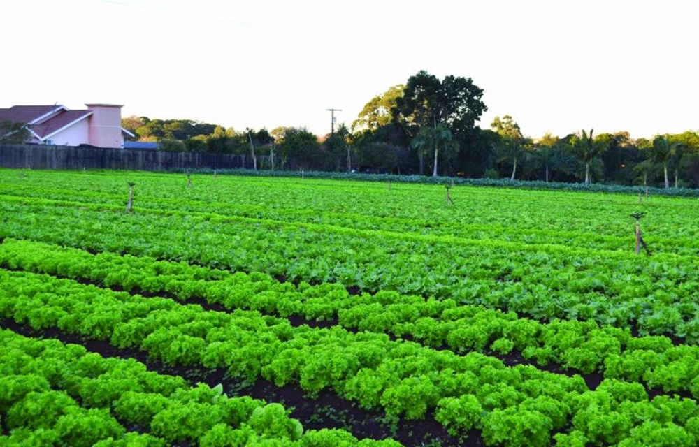 Ir para  <p>Na data em que se comemora o Dia Mundial da Alimenta&ccedil;&atilde;o, a Organiza&ccedil;&atilde;o das Na&ccedil;&otilde;es Unidas para a Alimenta&ccedil;&atilde;o e a Agricultura (FAO) destaca que, com as...